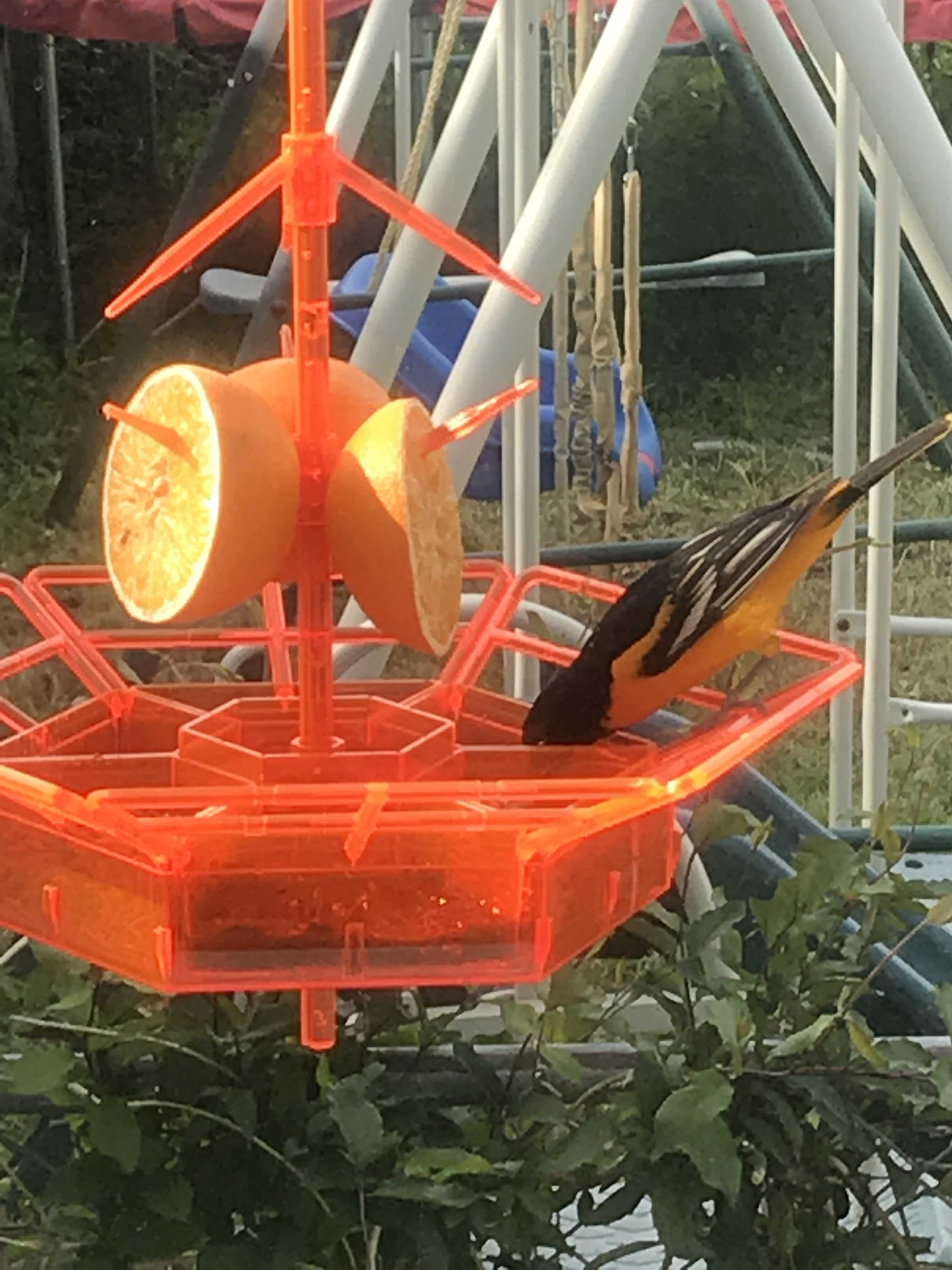 The Orioles and More Feeder